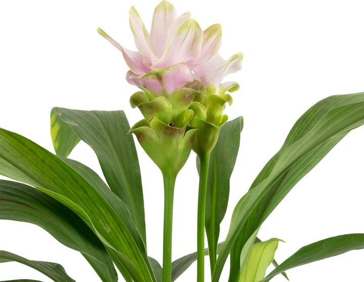 Actual product image Flowerbox Curcuma light pink - Curcuma alismatifolia 'Siam Sweet'