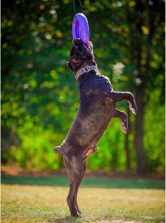 Immagine prodotto Ferplast Giocattoli per cani