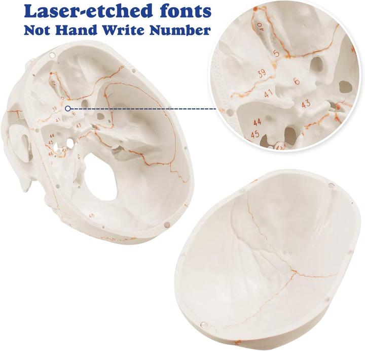 Produktbild Medarchitect Upgraded Human Skull