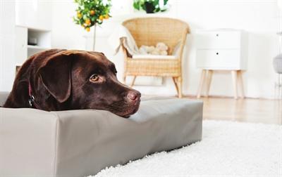 Produktbild Bia Kunstleer Hoes Hondenmand Taupe (Hund)