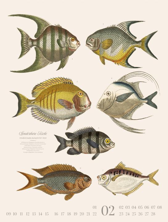 Produktbild Fische Kalender 2026