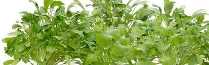 Actual product image Click and Grow Cress (Vegetable seeds)
