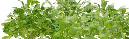 Produktbild Click and Grow Kresse (Gemüsesamen)