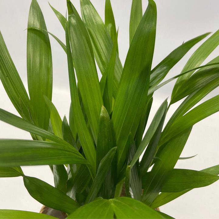 Actual product image Plant in a Box Areca, Asplenium, Clusia, Philodendron, Spathiphyllum - 5 Mix Air Purifying Plants (25 cm)