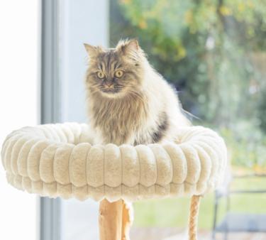 Produktbild Designed by Lotte Kratzmöbel Raja (Creme)