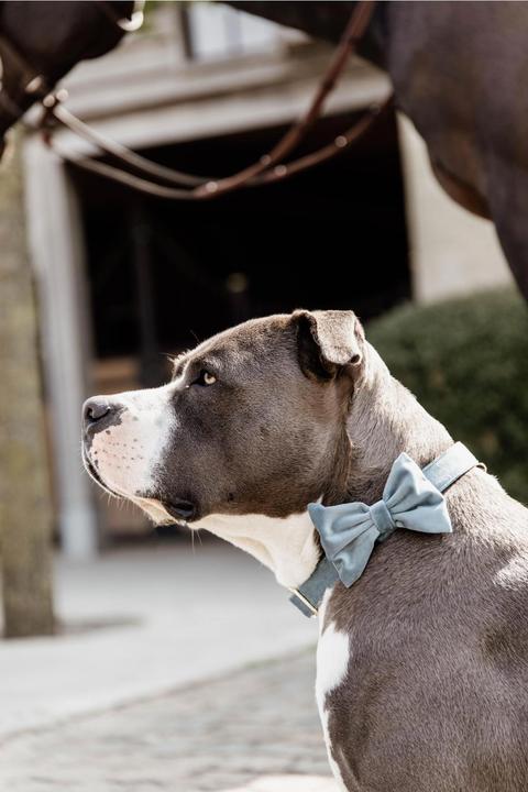Produktbild Kentucky Dogwear Fliege velvet (S, Hundemantel)