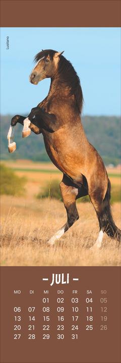 Produktbild Pferde Lesezeichen & Kalender 2026 (6 x 18 cm)