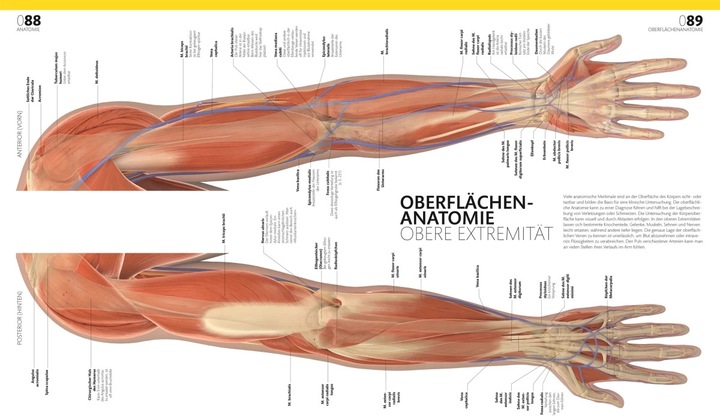 Immagine prodotto Anatomie und Physiologie (Tedesco, Alice Roberts, Andreas Held, Simone Blass, Nikola Schmidt, 2023)