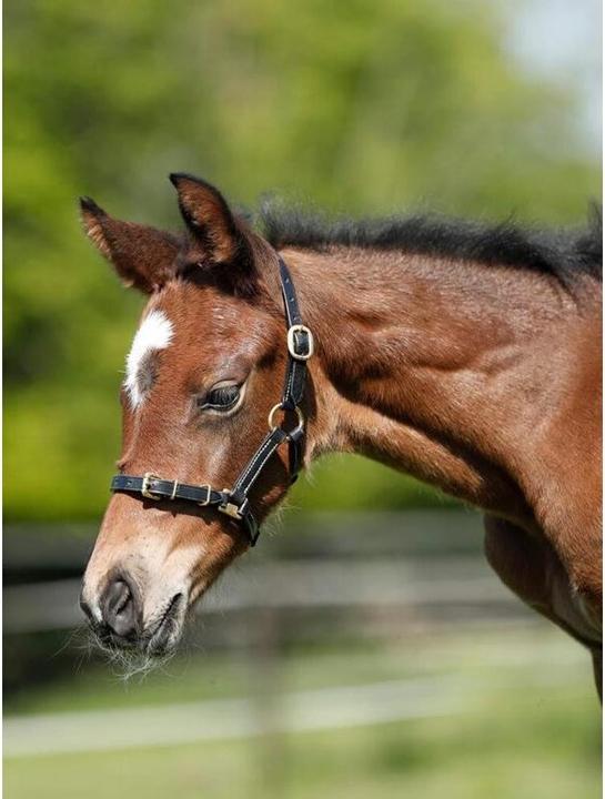 Immagine prodotto HFI Master Cavezza in cuoio pregiato per cavalli