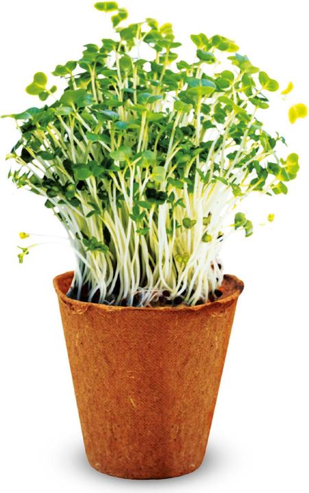 Actual product image Toi-Toys Kidscovery Experiment - Herb Garden Set S