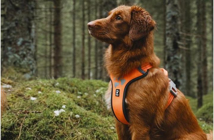 Produktbild Hurtta Geschirr Weekend Warrior (XXL, Hund, Hundesport)