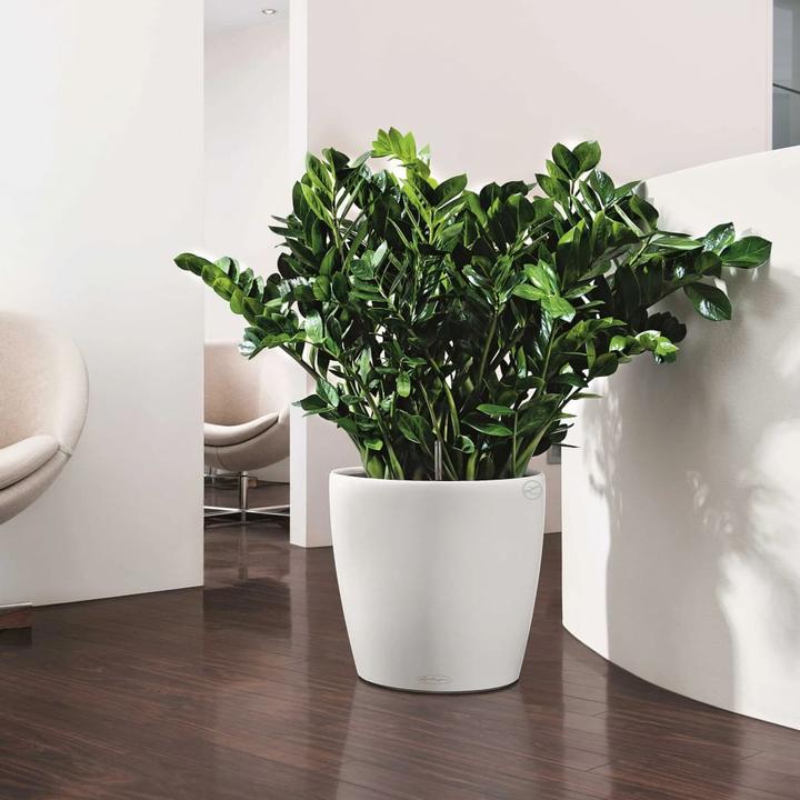 Immagine prodotto Lechuza Classico Color (27.50 cm)
