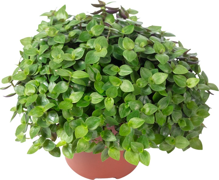 Immagine prodotto Flowerbox Kriechendes Schönpolster - Callisia Turtle "Smit Eden Elegance" (15 cm)