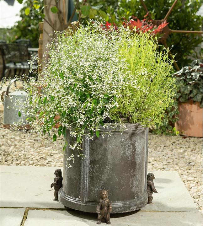 Actual product image Jardinopia Plant Pot Feet Potty Feet Grizzly Bear, Set of 3