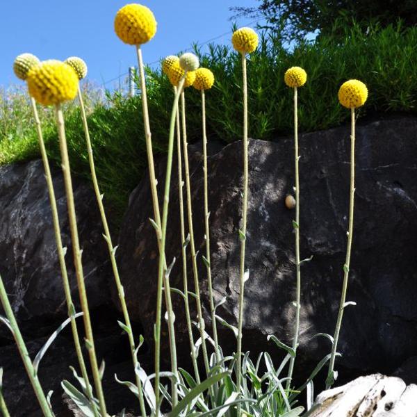 Produktbild Säntispracht 2 er Set, Der Trommelschlägel, die hervorragende Schnittblume - Craspedia globosa Golf Beauty (30 cm)