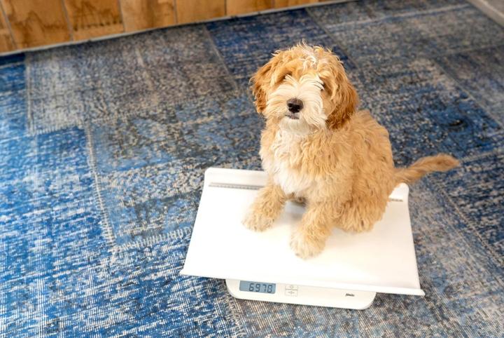 Actual product image Alecto Baby Scale BC-10 (20 kg)