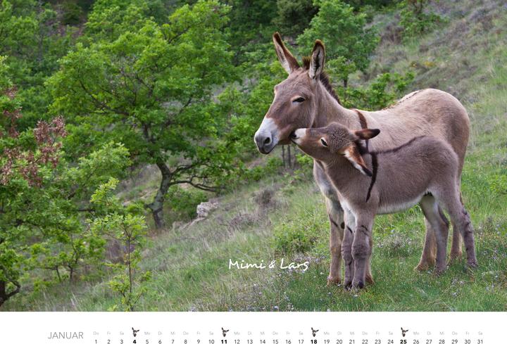 Produktbild Esel Kalender 2026 (47,5 x 33 cm)