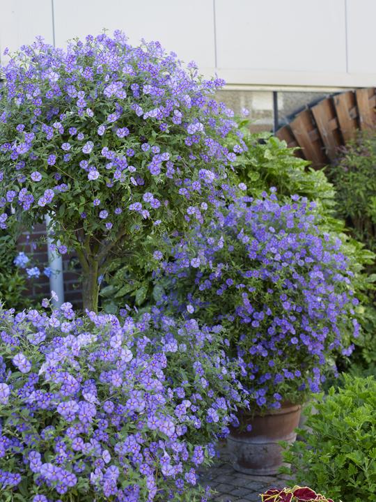 Produktbild Plant in a Box Lycianthes rantonnetii - 6er-Set Nachtschatten (25 cm)