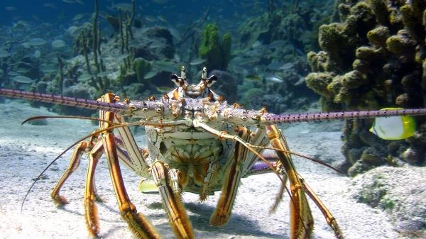 Produktbild Plaion Wonders of the Sea (DVD) (Verkauf) (DVD, Deutsch, Englisch)