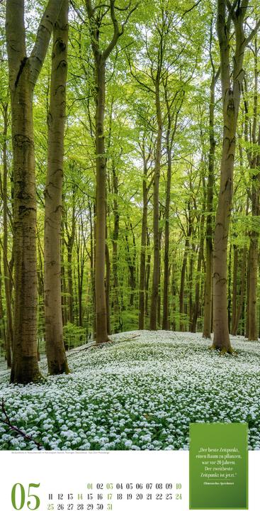 Produktbild Mythos Wald - Literatur-Kalender 2026