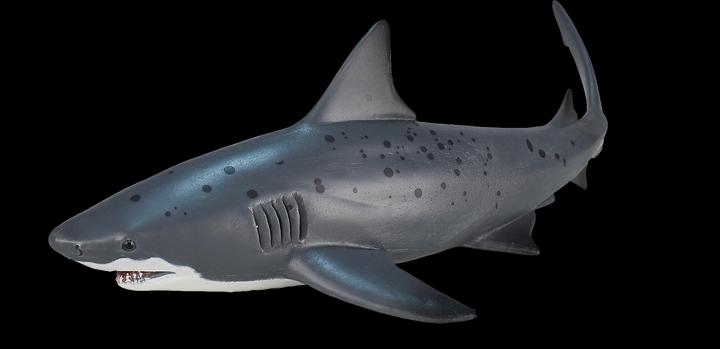 Actual product image Mojo Bull shark