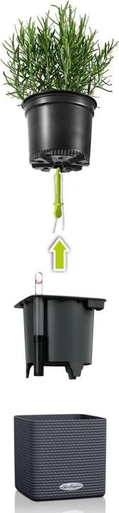 Actual product image Lechuza Cube Color (17 cm)