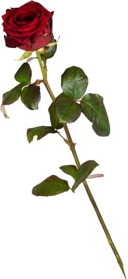 Produktbild Fleurop 1 rote Rose (langstielig) (Schnittblumen)