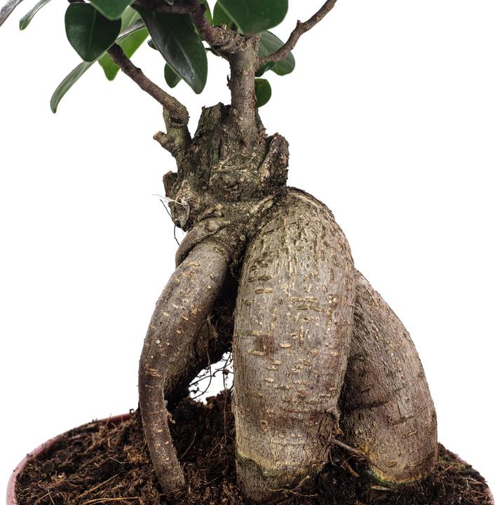 Immagine prodotto Flowerbox Fico cinese - Ficus Ginseng (30 cm)