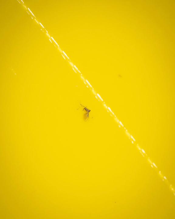 Actual product image feey Gelbtafeln