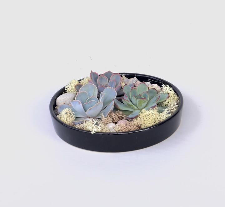 Image du produit Plant in a Box Echeveria lilacina - Garden Mix Noir (8 cm)