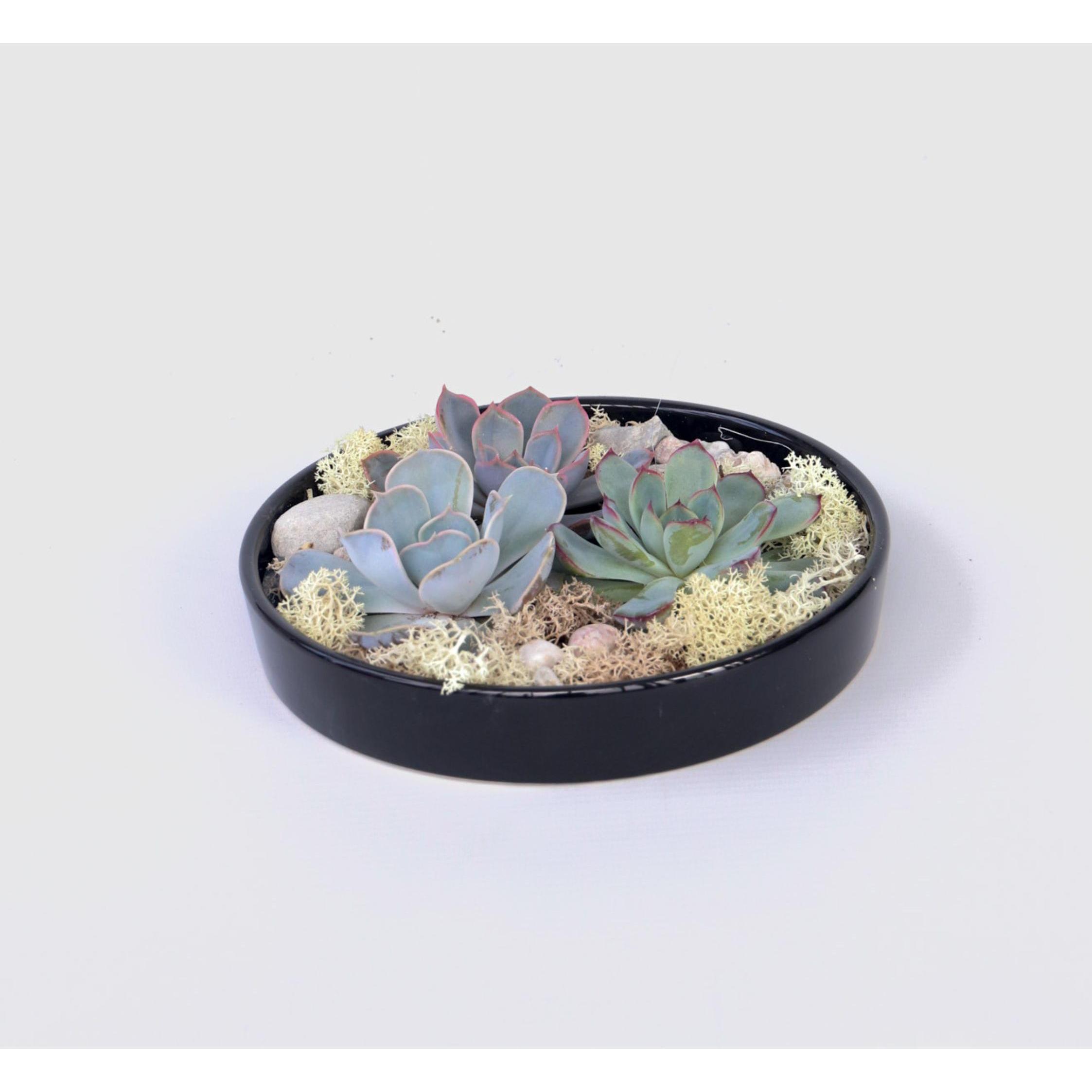 Plant in a Box, Pflanzen, Echeveria lilacina - Garden Mix Schwarz (8 cm)