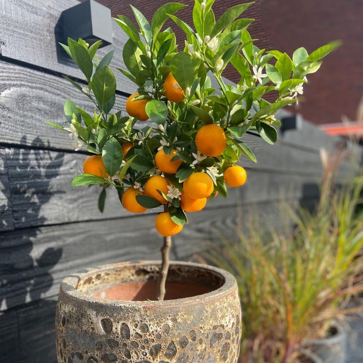 Produktbild Plant in a Box Citrus Mitis Calamondin - Orangenbaum (55 cm)