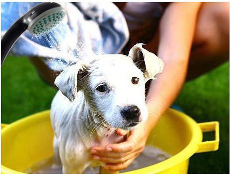 Produktbild Semptec Akku-Camping-Dusche mit Tauchpumpe