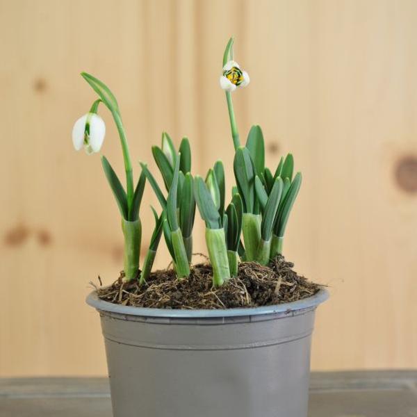 Immagine prodotto Säntispracht Set di 6 giacinti d'uva - Muscari armeniacum Big Smile Blue (15 cm)