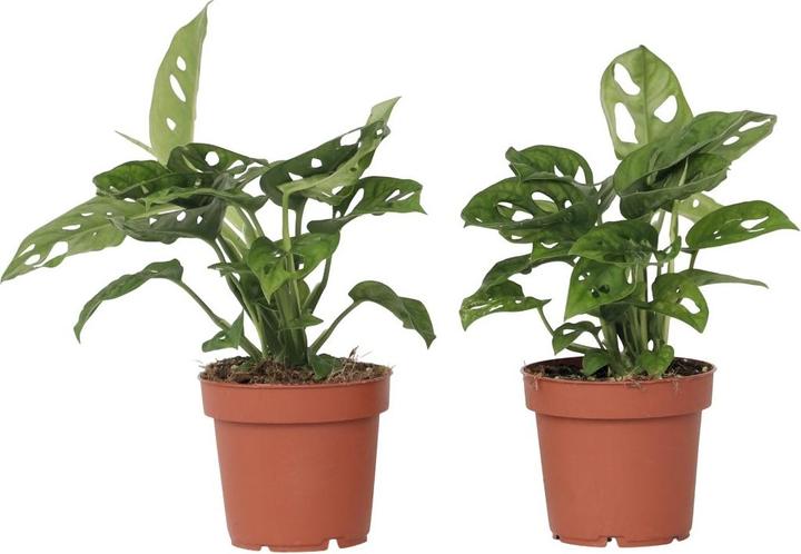 Produktbild Plant in a Box Monstera Monkey Mask - 2er Set Affenmaskpflanze (25 cm)