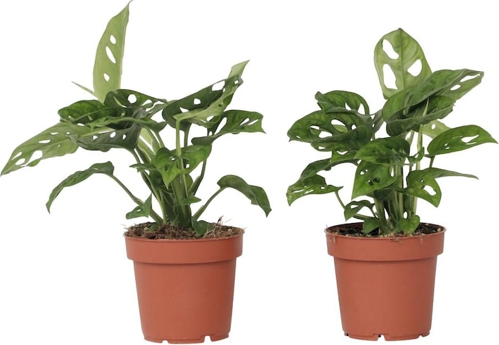 Image du produit Plant in a Box Monstera Monkey Mask - Lot de 2 plantes à masque de singe (25 cm)