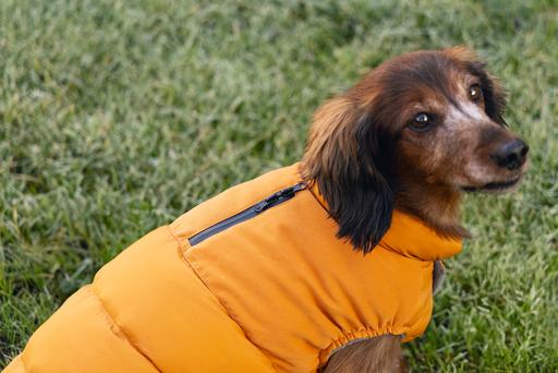 Productafbeelding Beeztees Hundemantel Wisti (XXS, Hondenvacht)