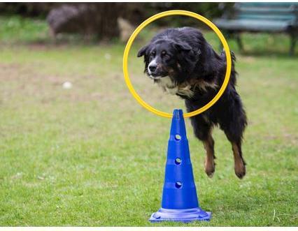 Produktbild Procyon Agility Pylon (One Size)