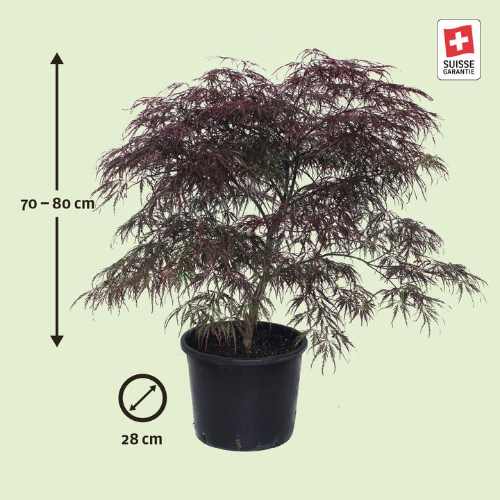 Actual product image Zulauf Japanischer Fächer-Ahorn / Acer palmatum 'Garnet' (80 cm)