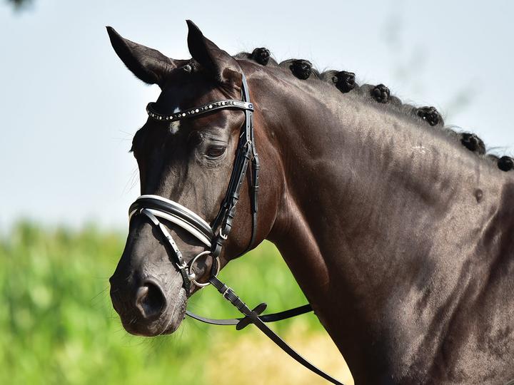 Image du produit Busse Bridle Comfort Black/Stras