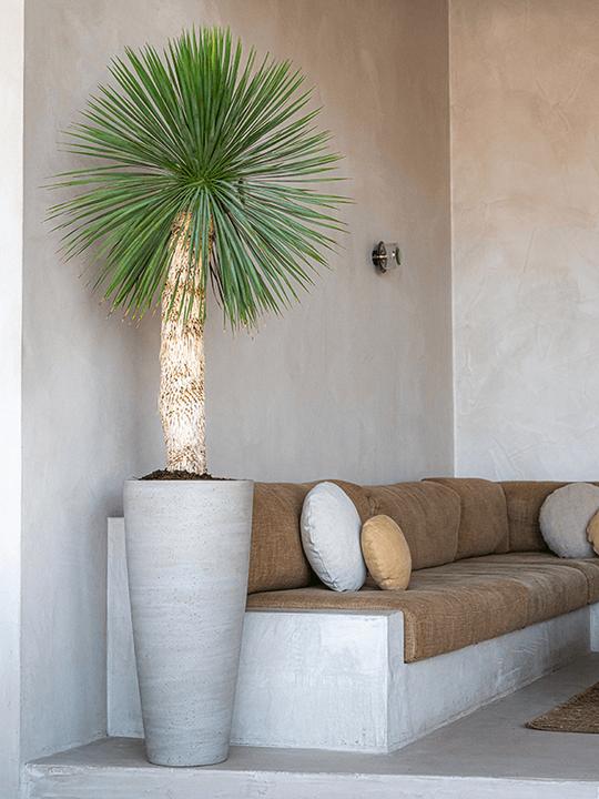 Produktbild Pottery Pots Dax L (37 x 80 cm)