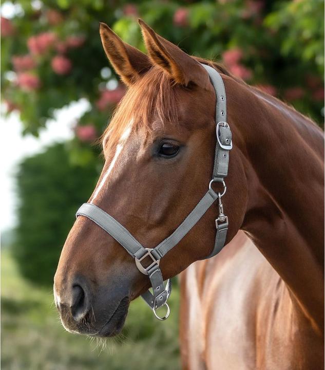 Immagine prodotto Waldhausen Bocca per cavallo satinato