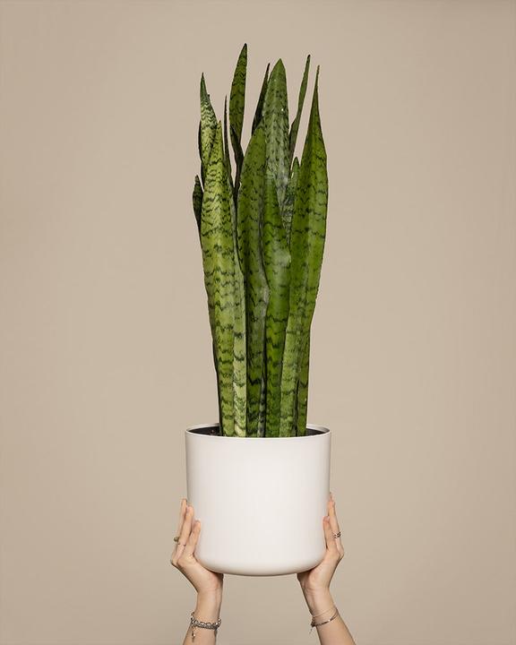 feey Grosse Grüne Schwiegermutterzunge (70 cm, Freshly repotted)