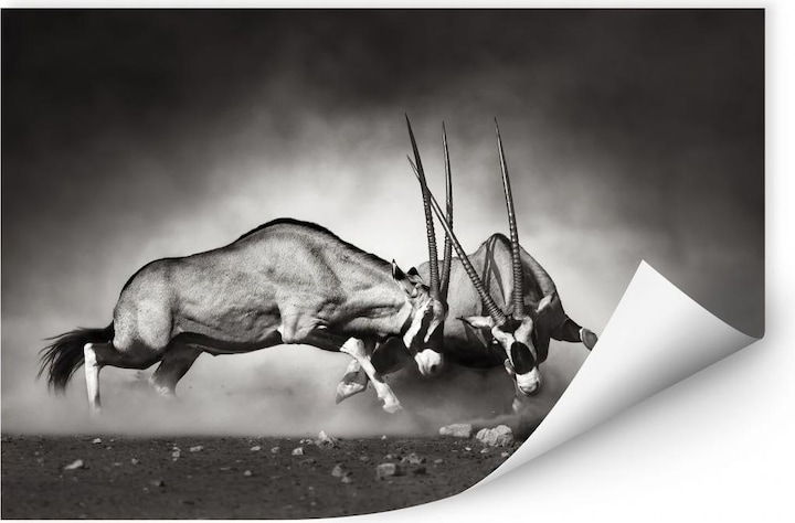 Produktbild Trenddeko Das Duell (90 x 60 cm)