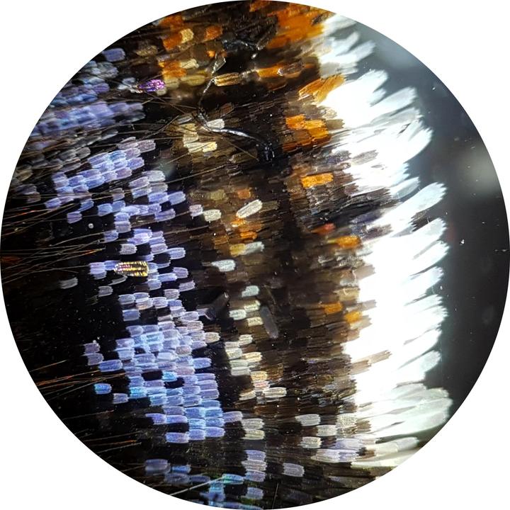 Image du produit Bresser Biolux NV 20x-1280x