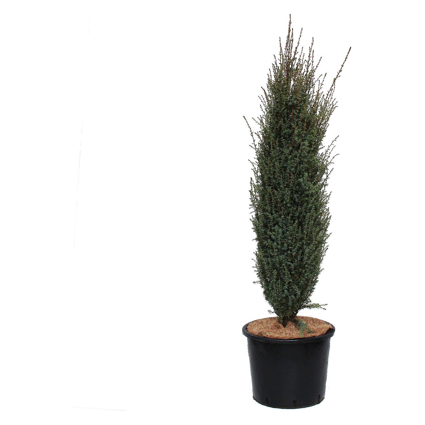 Zulauf Sulen-Wacholder / Juniperus com. 'Sentinel'