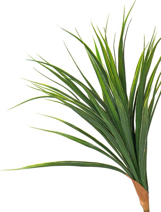 Produktbild Beliani Dracaena Draco (165 cm)
