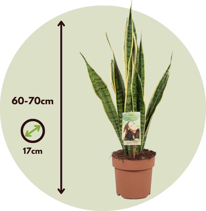 Produktbild Plant in a Box Sansevieria trifasciata Laurentii - Bogenhanf (60 cm)