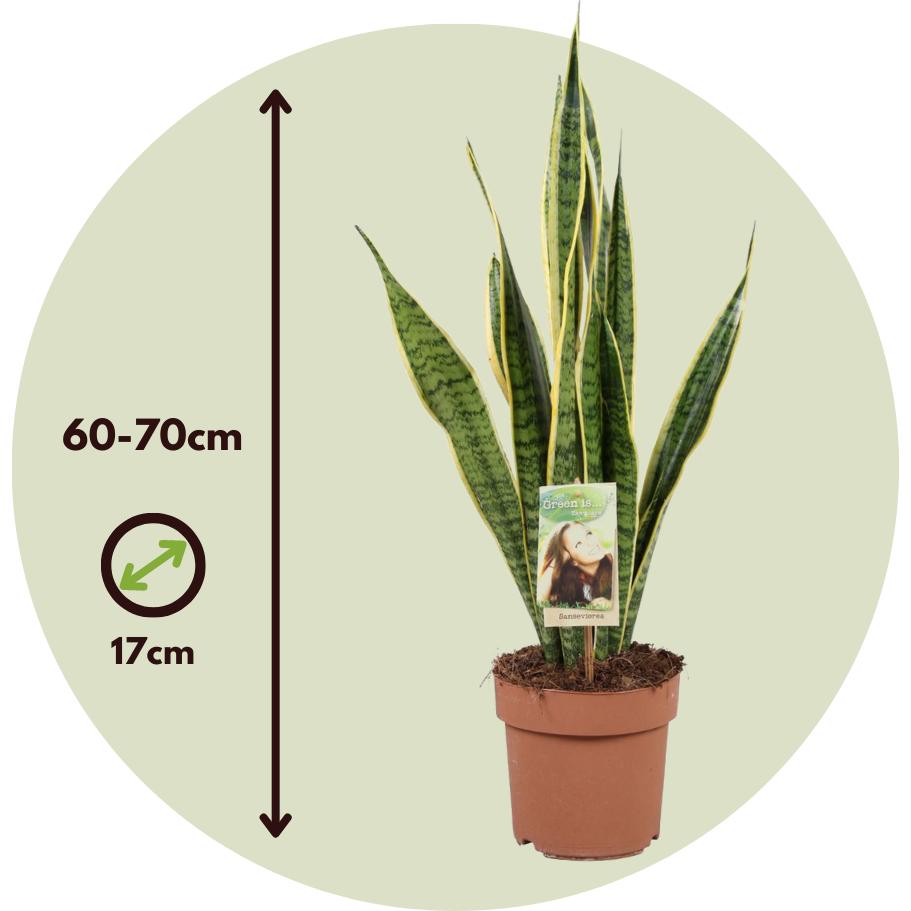 Thumbnail - Plant in a Box, Pflanzen, Sansevieria trifasciata Laurentii - Bogenhanf (60 cm)
