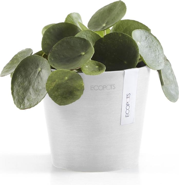 Produktbild Ecopots Amsterdam Mini (13 x 13 x 11.40 cm)